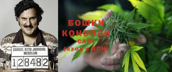 прущие грибы Магадан
